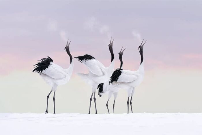 birds photo marsel van oosten