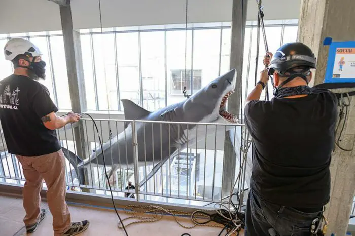 hoisting the great white shark model