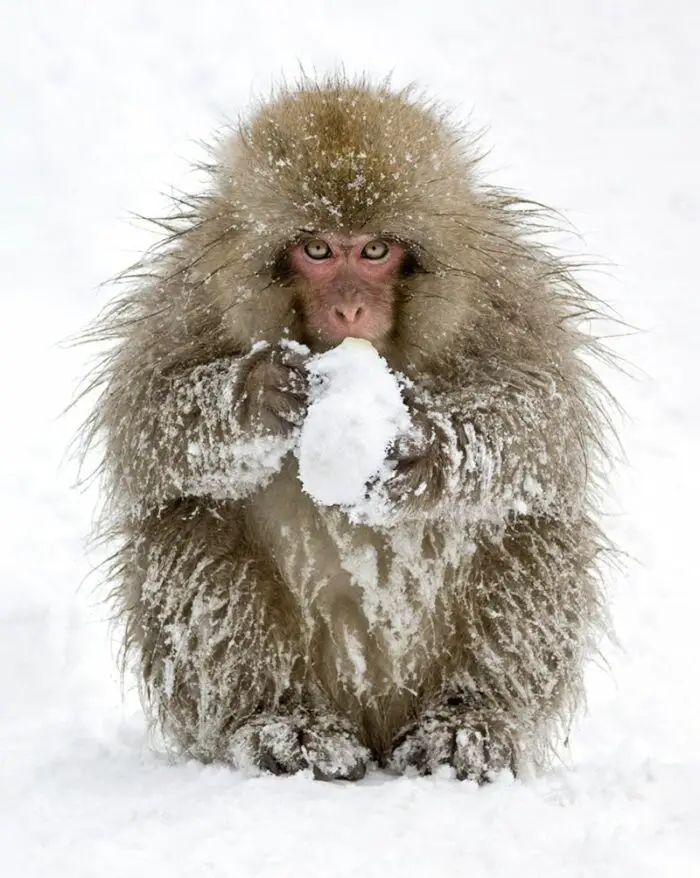 snow monkey van oosten