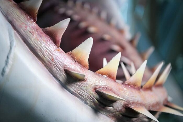 Academy Museum, Bruce Jaws Shark teeth