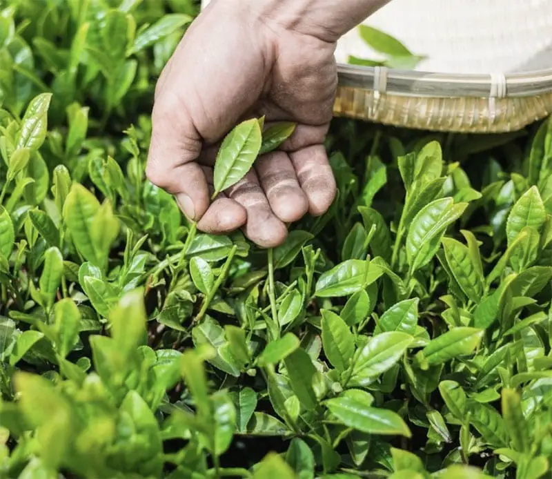 picking matcha leaves