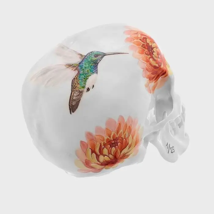 hummingbird skull