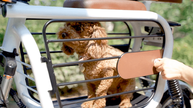 e-scooter that holds pets