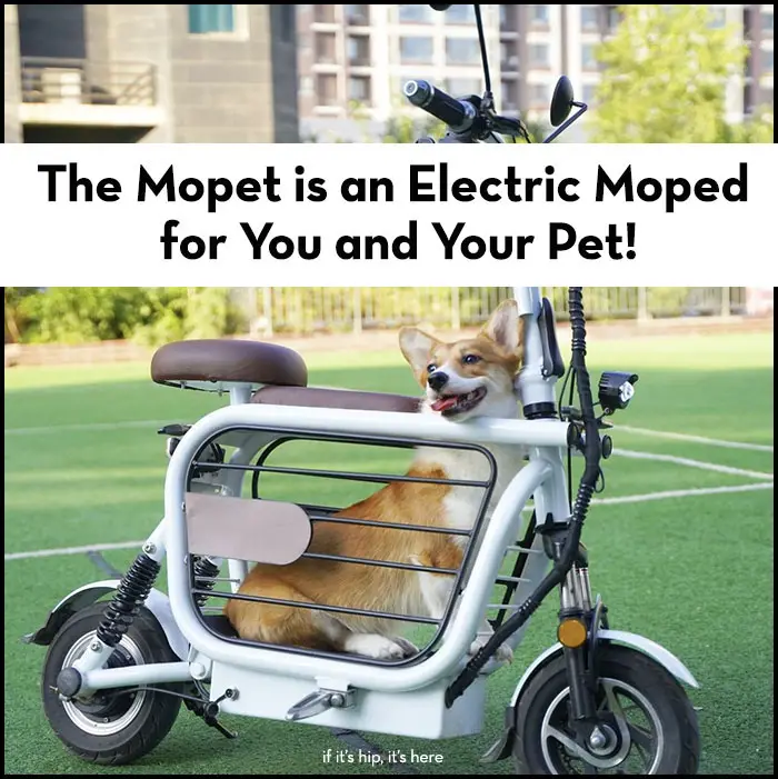 Read more about the article Mopet! An Electric Moped For You and Your Pet
