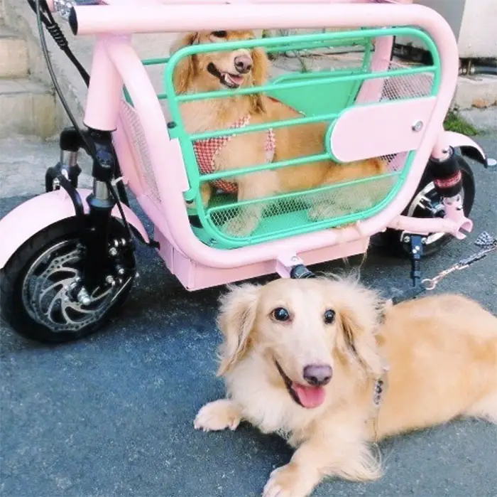 electric scooter with pet carrier