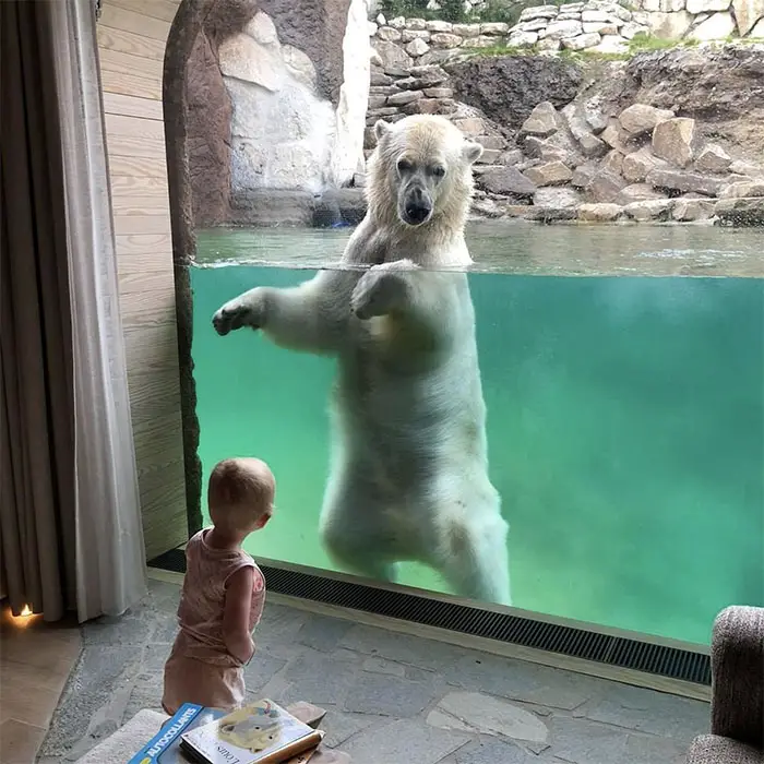 baby and polar bear