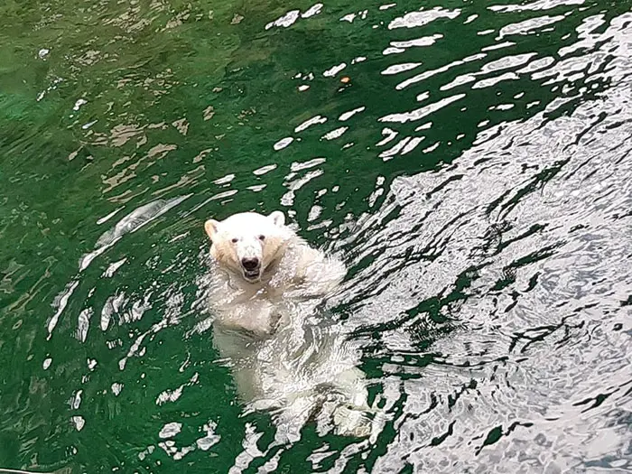 happy polar bear