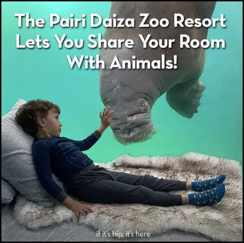 Read more about the article The Pairi Daiza Zoo Resort Lets You Share Your Room With Animals.