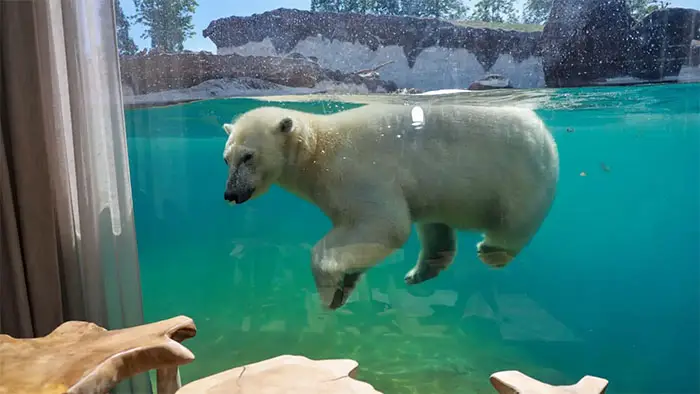 polar bear saying hi pairi daiza resort