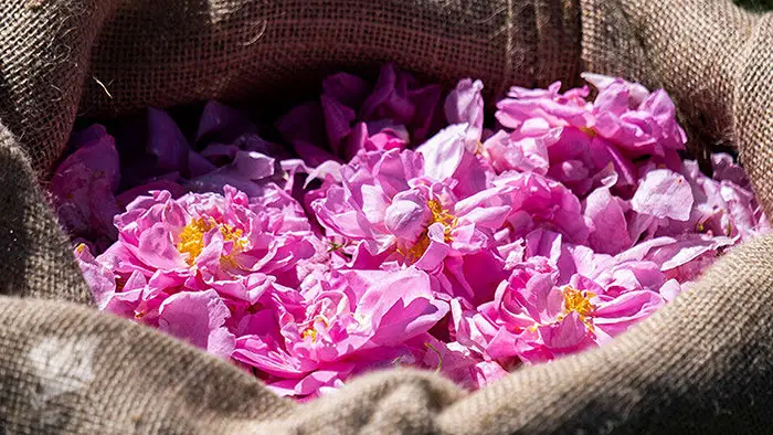 Centifolia rose petals