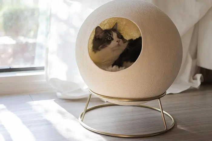 stellar cat house in situ