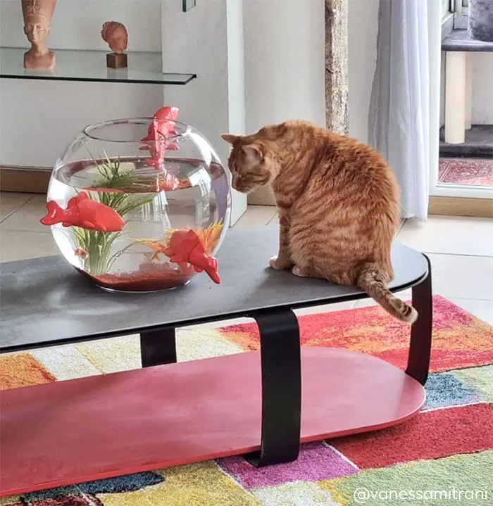 cat with fish bowl