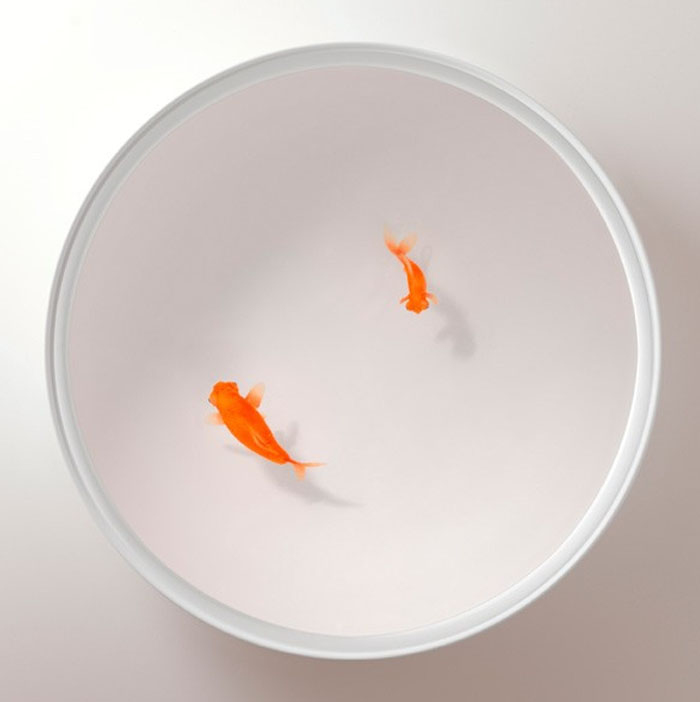 faux goldfish embedded tables