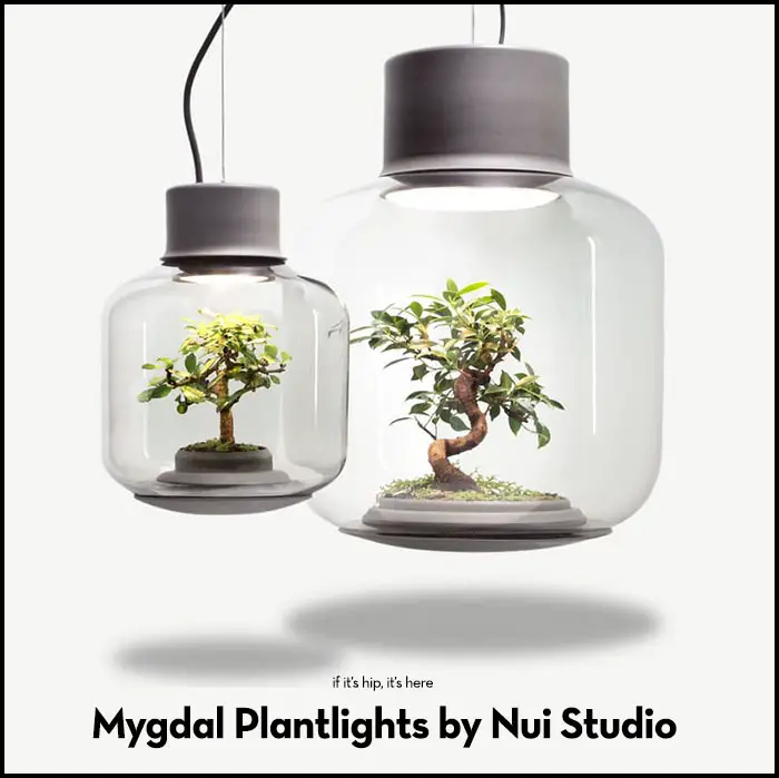 Read more about the article Mygdal Plantlights Double As Terrariums That Don’t Need Water