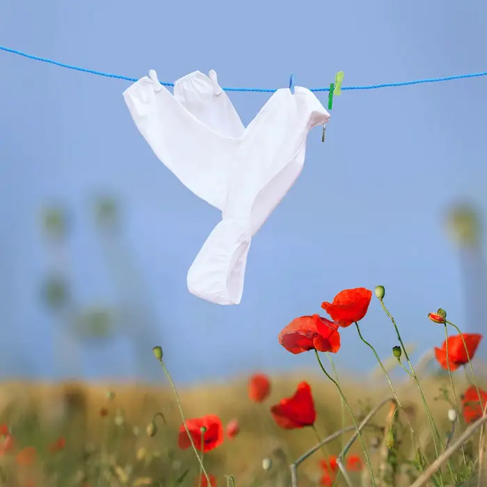 dove on clothesline