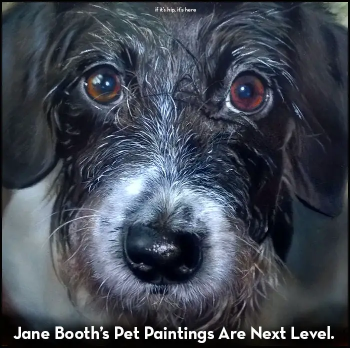 jane booth pet paintings