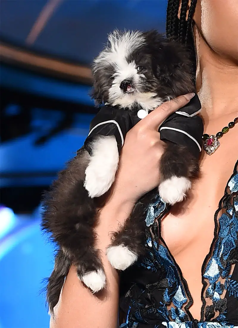 black and white puppy with runway models