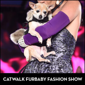 Rescue Dogs on The Runway! These CatWalk FurBaby Fashion Show Pics Will Melt Your Heart.