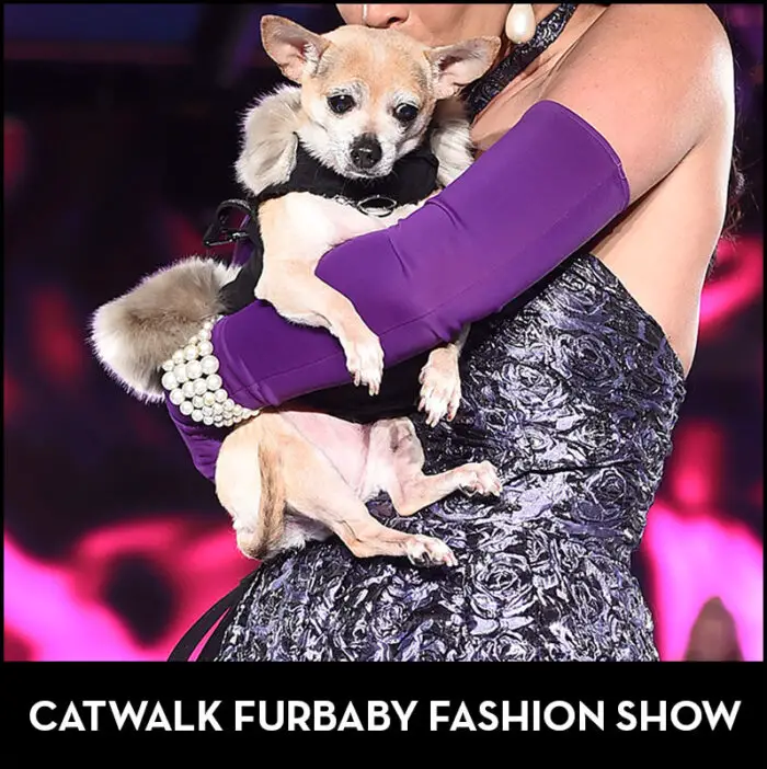 Read more about the article Rescue Dogs on The Runway! These CatWalk FurBaby Fashion Show Pics Will Melt Your Heart.