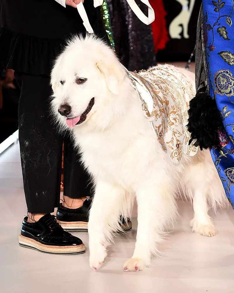 NEW YORK, NEW YORK - FEBRUARY 10: Models and dogs walk the runway for Elysian Impact Presents "CatWalk FurBaby" during the Runway 7 Fall/Winter 2023 Shows at Sony Hall on February 10, 2023 in New York City. (Photo by Ilya S. Savenok/Getty Images for Runway 7)