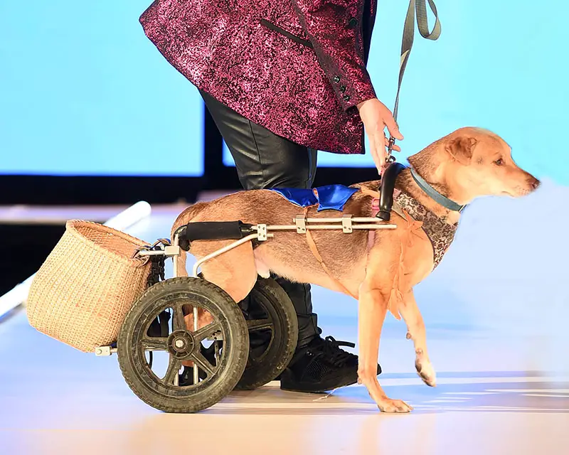 NEW YORK, NEW YORK - FEBRUARY 10: A model walks the runway for Elysian Impact Presents "CatWalk FurBaby" during the Runway 7 Fall/Winter 2023 Shows at Sony Hall on February 10, 2023 in New York City. (Photo by Ilya S. Savenok/Getty Images for Runway 7)