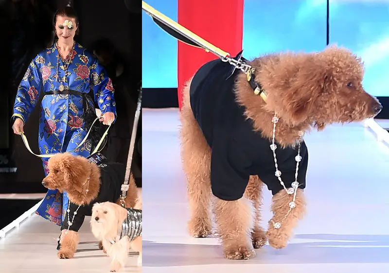 Models and dogs walk the runway for Elysian Impact Presents "CatWalk FurBaby" during the Runway 7 Fall/Winter 2023 Shows at Sony Hall on February 10, 2023 in New York City. 