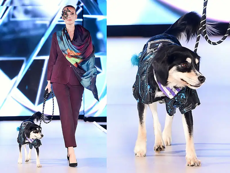 bissell pet foundation fashion show