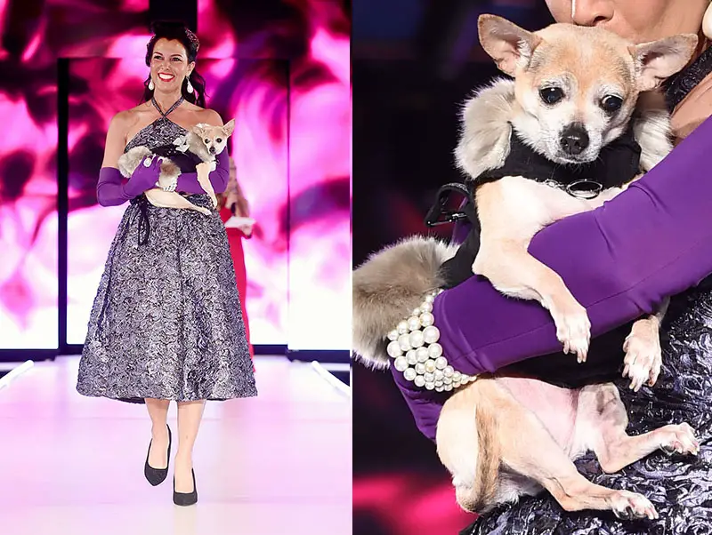 model with chihuahua on runway