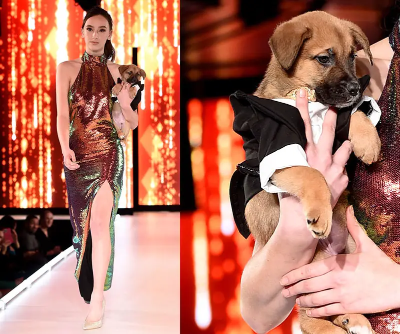 models with dogs on catwalk