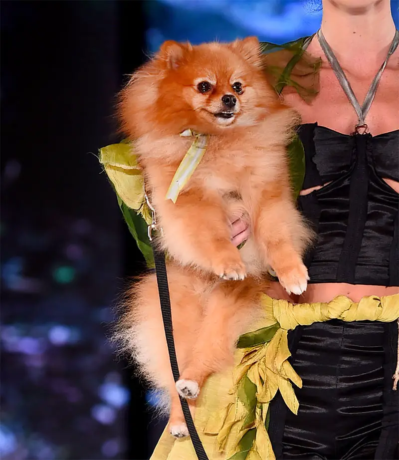 model on catwalk with tan pomeranian