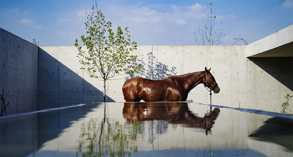 Figueras polo stables