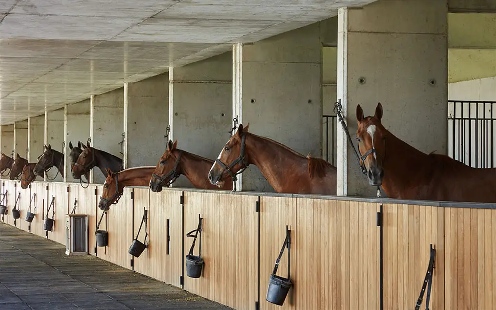 Figueras polo stables horses in stalls