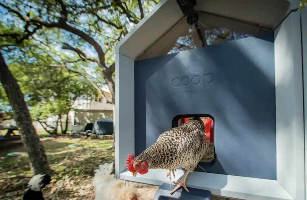 smart backyard chicken coop