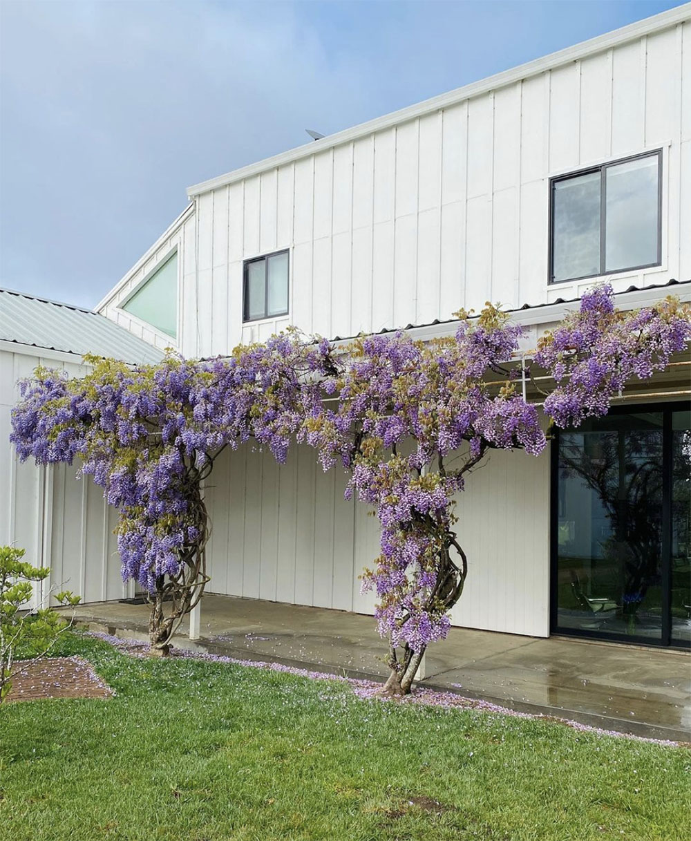 eames ranch wisteria and detail