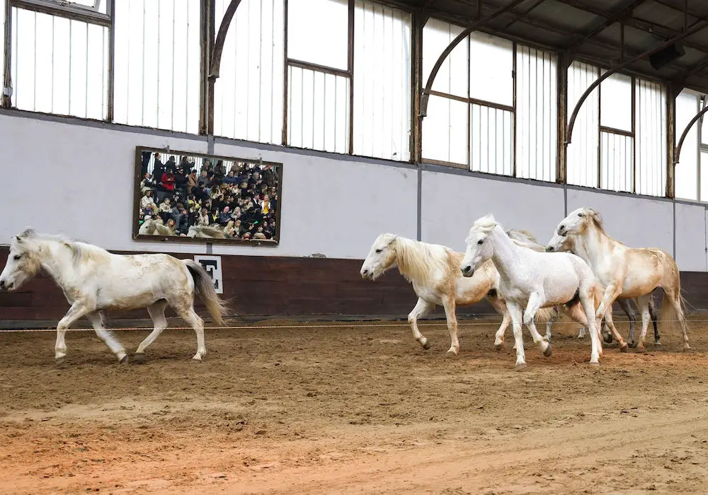 White ponies shared the venue with the latest collection from Stella McCartney 